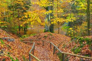 Tranquil fall woodland scene with colorful foliage and towering trees. photo