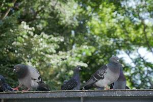 palomas en la naturaleza por la tarde foto