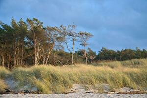 Pine forest on the beach on the Darss. White sand on the west beach. Cloudy sky photo