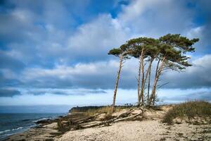 West beach on the Baltic Sea. From the wind, leaning pine trees at the beach crossing photo