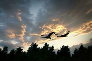 dos grúas volador terminado arboles en un bosque a puesta de sol. migratorio aves en el darss foto