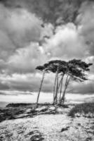 West beach on the Baltic Sea in black and white. leaning pine trees at the beach photo