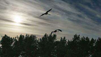 Two cranes fly over trees in a forest at sunset. Migratory birds on the Darss photo