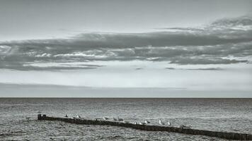 Seagulls on a groyne in the Baltic Sea in black and white. Waves and blue sky. photo