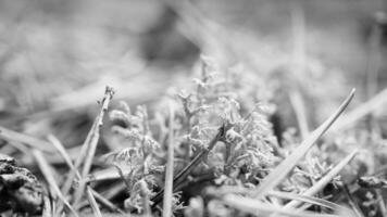 Cup lichenam forest floor. Pine needles and moss. Macro shot from botany. Nature photo