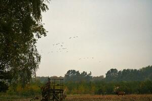 Cranes fly over a harvested corn field in front of a forest. A deer stands on field photo