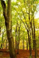 Beech forest in the fall. Green and colored leaves. Orange-brown leaves photo