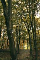 Beech forest in the fall. Green and colored leaves. Orange-brown leaves photo