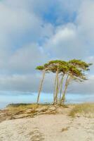 West beach on the Baltic Sea. From the wind, leaning pine trees at the beach crossing photo