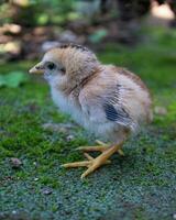 cerca arriba Disparo de recién nacido pollo en verde antecedentes foto