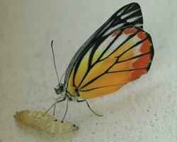 a butterfly with a small egg on its back photo