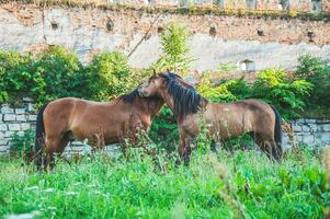 Two tied horses grazing together with ruins of an ancient castle on the background photo