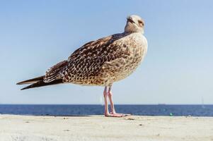 Close up shot of a seagull with blue sea water on the backgtound and clear sky photo