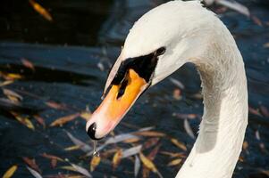 cerca arriba Disparo de un cisne en el lago foto