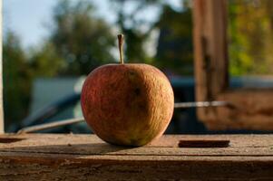arrugado manzana debajo el otoño Brillo Solar foto