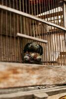 Black toy dog in a cage photo