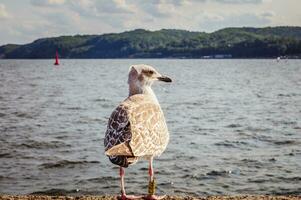 Gaviota en pie en el muelle en Polonia foto