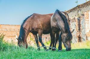 Two tied horses grazing together with ruins of an ancient castle on the background photo