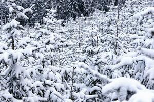 Snow covered christmas trees in the forest photo