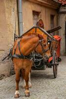 marrón caballo esperando para el pasajero turistas foto