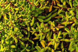 Green plant under sunset rays photo