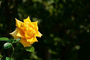 Yellow flower on a green background photo