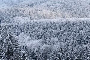 Snow covered christmas trees in the forest photo