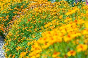 Close up shot of yellow flowers in a botanical garden photo