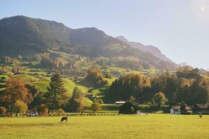 otoño montaña paisaje con vaca pastar, imagen tomado en cantón de berna, Suiza foto