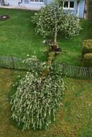 Aerial view image of broken trees fallen on the ground photo