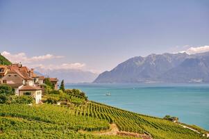 Vineyard terraces at Lake Geneva in summer, Lavaux, Vaud, Switzerland photo