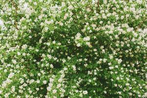 Nature background with blooming white jasmine flowers, springtime photo