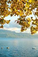 Fall vertical landscape with lake Geneva and autumn orange tree, mother swan floating with grown babies photo