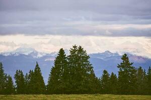 Forest edge with alpine montains in background slightly covered with snow photo