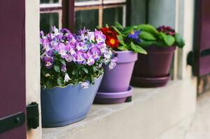 Flower pots in different shades of purple with blooming plants photo