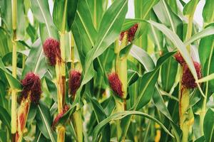 Nature background with growing corn cob, close up image photo