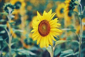 Toned image of sunflower, nature summer background photo