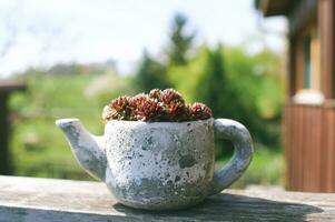 Image of coppertone stonecrop sedum nussbaumerianum growing in decoration tea pot photo