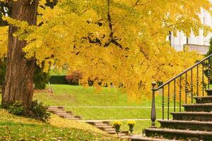 Golden branches of gingko tree, fall season photo