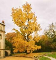 hermosa gingko árbol durante otoño temporada con brillante amarillo hojas, parque Lun repositorios, lausana, Suiza foto