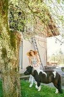 Outdoor portrait of happy young woman playing with pony, farm vacation photo