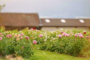 Beautiful summer garden with pink blooming roses at sunset photo