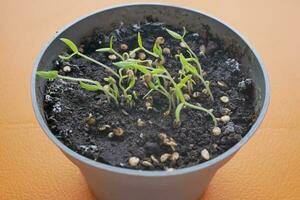 putting small seed of hot pepper in a pot with soil photo