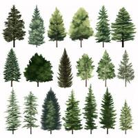 Various evergreen trees on a pristine canvas. photo