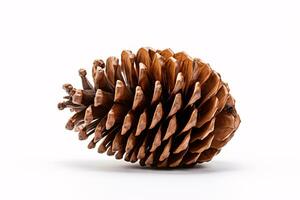 A hirsute pine cone on a pallid backdrop isolated. photo