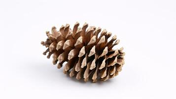 A light-hued pine cone, secluded from a conifer, on a milky backdrop. photo
