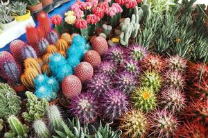 Closeup of many cactus in the pots at the market photo