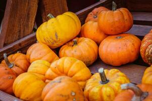 cerca arriba Disparo de de colores calabazas en el calabaza festival foto