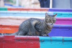 gray color cat sitting on colorful stair at balat photo