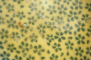 close up of fresh Honey in a small bowl photo